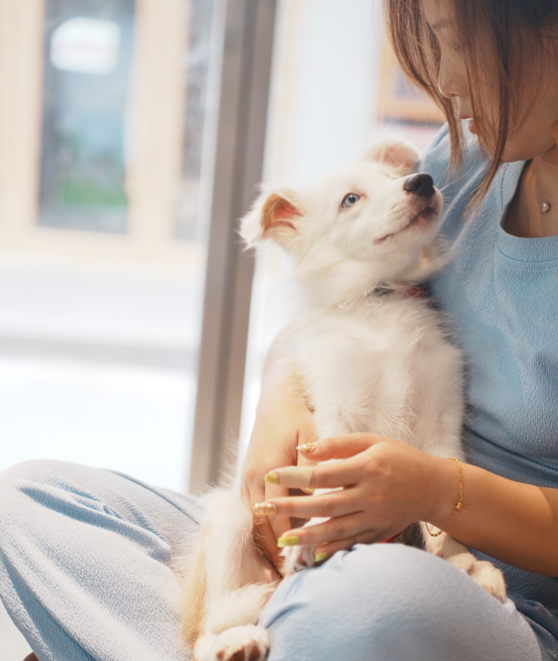 人与动物的纽带