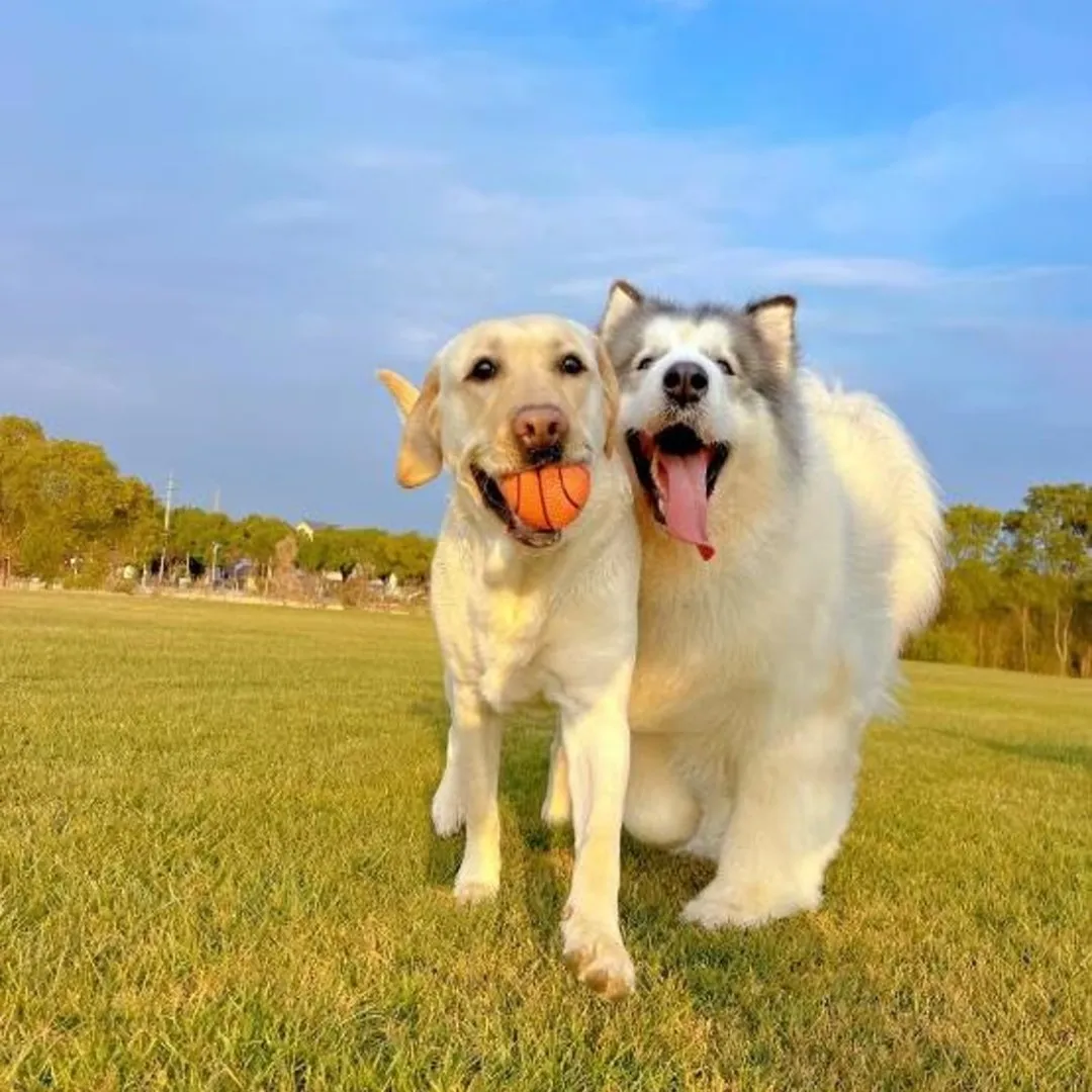 My Furry Friends 能量重启站来啦！