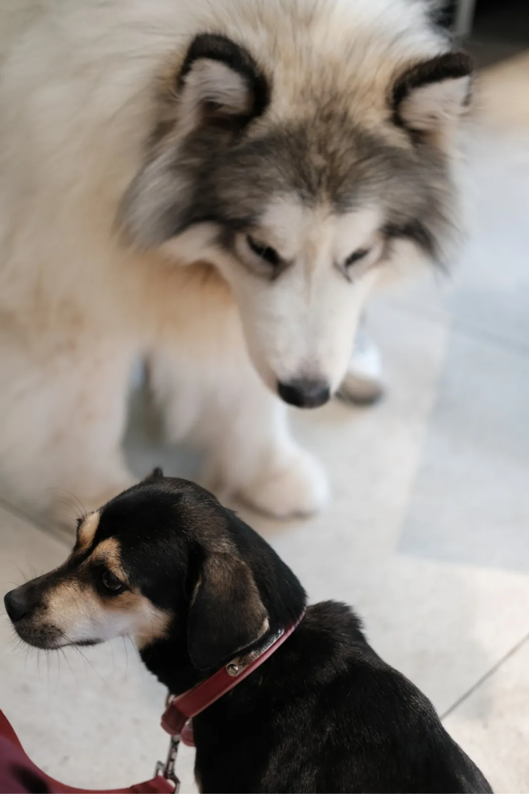 My Furry Friends 能量重启站第二站速报！